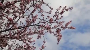 Bahar çiçekli ağaçlar çiçek mavi gökyüzü ve bulutlar arka planda.