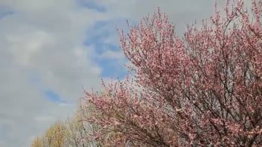 Bahar çiçekli ağaçlar çiçek mavi gökyüzü ve bulutlar arka planda.