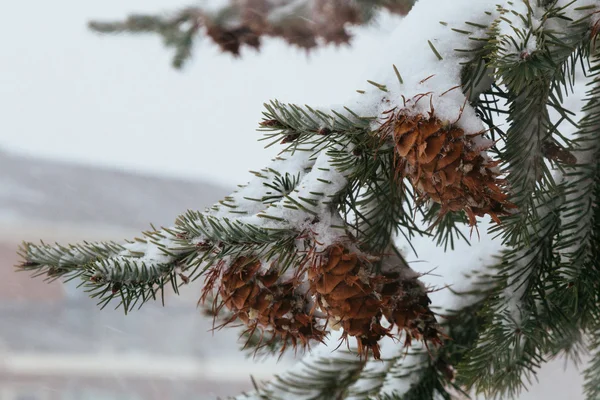 最初パイン コーン ツリー自然冬を雪します。 — ストック写真