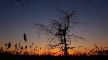 reed karşı Rüzgar günbatımında günbatımı gökyüzü bulutlar bulrush yakın çekim