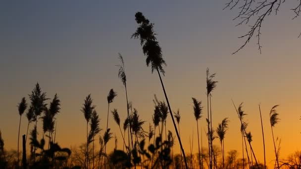 落日的天空云芦苇特写镜头在日落时对风中的芦苇 — 图库视频影像