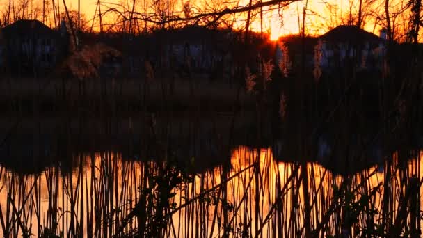 Coucher de soleil ciel nuages rucher gros plan du roseau dans le vent contre au coucher du soleil — Video