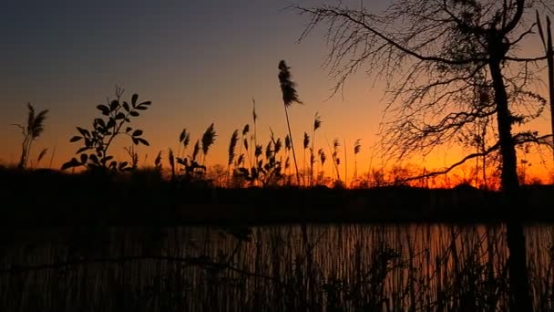 Atardecer cielo nubes bulrush primer plano de la caña en el viento contra al atardecer — Vídeos de Stock