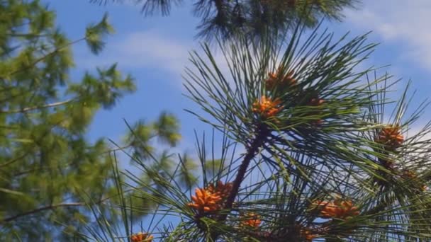Spruce gren häxa kottar på himmel bakgrund. Full Hd. — Stockvideo