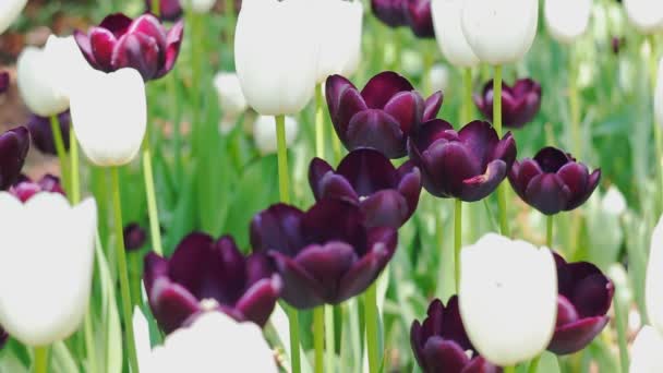 Tulipany i przyroda. — Wideo stockowe