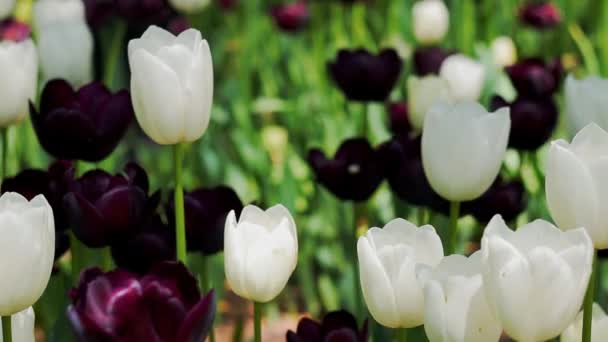 Bloemen van de tulpen en natuur landschap. — Stockvideo