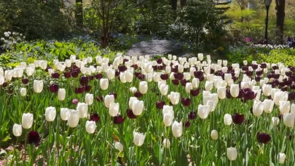 Tulpaner blommor och natur landskap. — Stockvideo