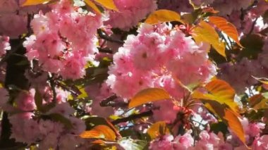 Güzel çiçek kiraz çiçeği veya sakura, Sakura çiçek ya da kiraz çiçeği ile güzel doğa arka plan, kiraz çiçeği