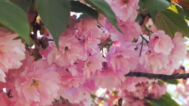 Schöne Blume Kirschblüte oder Sakura, Sakura Blume oder Kirschblüte mit schönem Naturhintergrund, Kirschblüte — Stockvideo