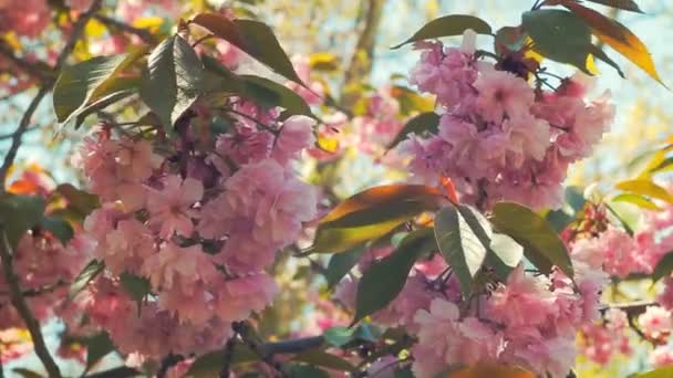 Bello fiore di ciliegio Fioritura o sakura, Sakura Fiore o ciliegio Fioritura con bella natura sfondo, fiore di ciliegio — Video Stock