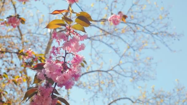 Piękny kwiat kwitnąć lub sakura, Sakura kwiat lub Cherry Blossom z piękna natura tło, wiśnia — Wideo stockowe