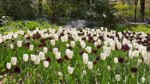Tulips flowers and nature landscape. — Stock Video