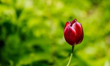 Lale bir çok yıllık, soğanlı gösterişli çiçekli bitkidir 