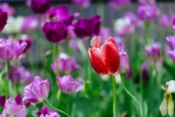 Tulpan är en perenn, uppsvällda växt med pråliga blommor — Stockfoto