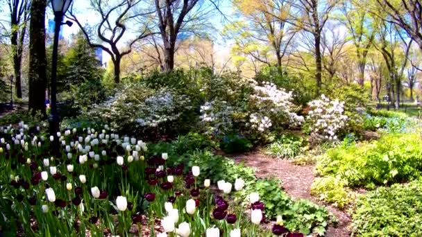 Tulipanes flores y naturaleza paisaje . — Vídeo de stock