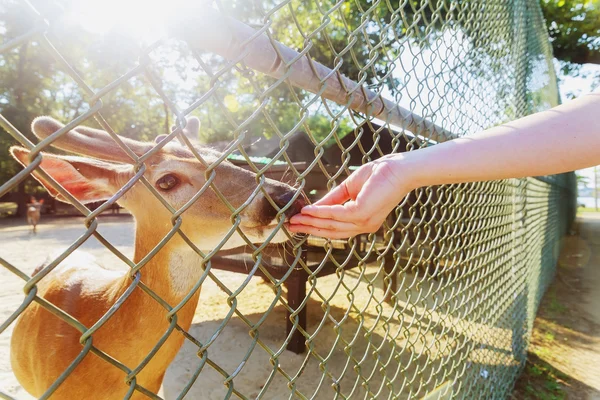 La main humaine nourrit un cerf avec du pain — Photo