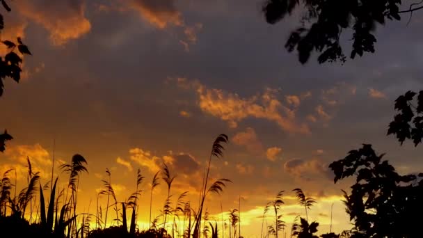 Ciel rouge coucher de soleil nuages roseau vent — Video