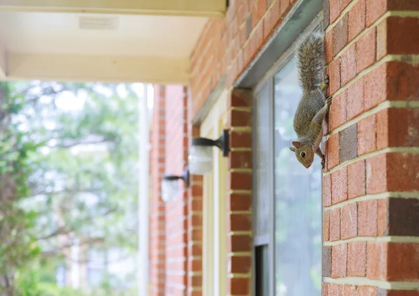 Vertical panning de esquilo cinza — Fotografia de Stock