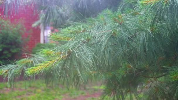 Kraftigt regn Thuja träd — Stockvideo