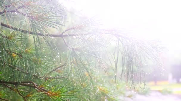 Chuva pesada Thuja árvore — Vídeo de Stock