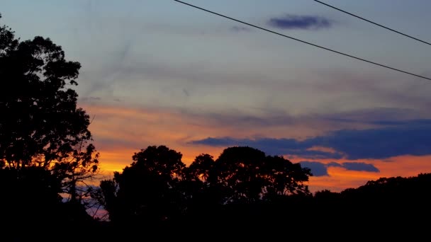 Caña contra el atardecer — Vídeo de stock