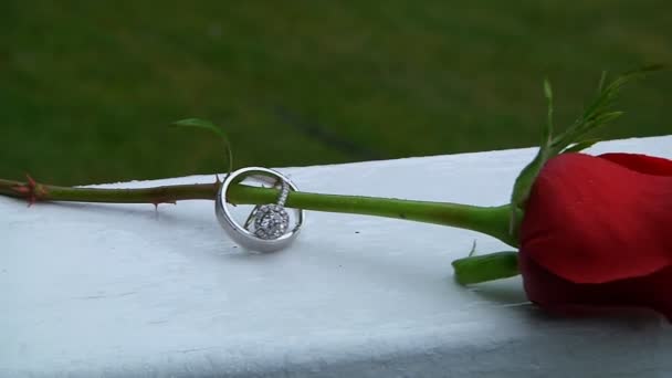 Mooie close-up rose met water ring — Stockvideo