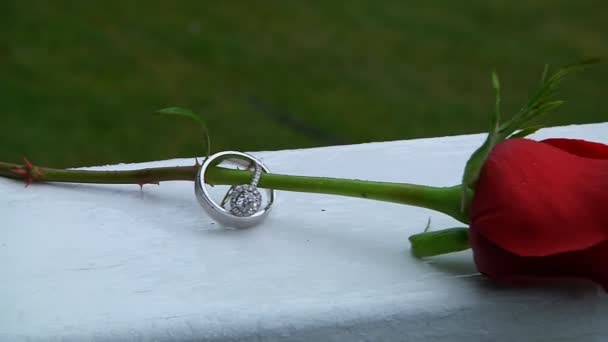 Hermoso primer plano rosa con anillo de agua — Vídeos de Stock