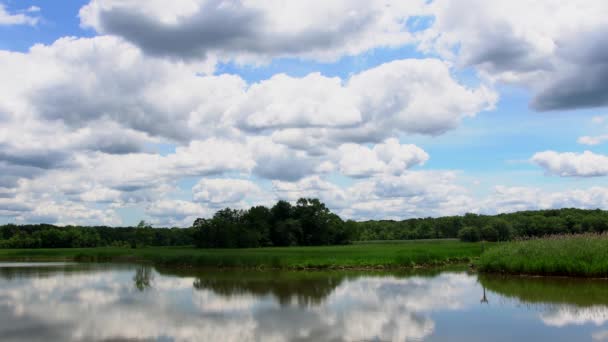 Green trees by the lake on a sunny day, with clouds on the sky — Stock Video