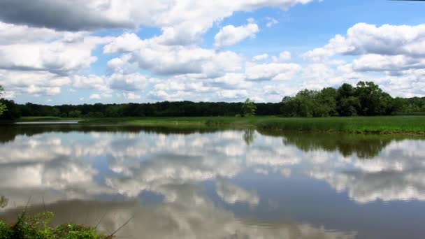 Lago silencioso perto de floresta verde. — Vídeo de Stock