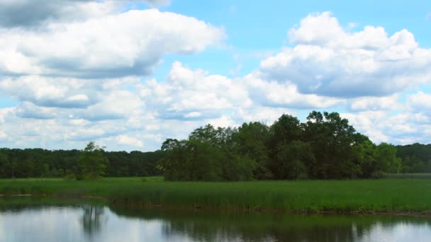 Silent lake near green forest. — Stock Video