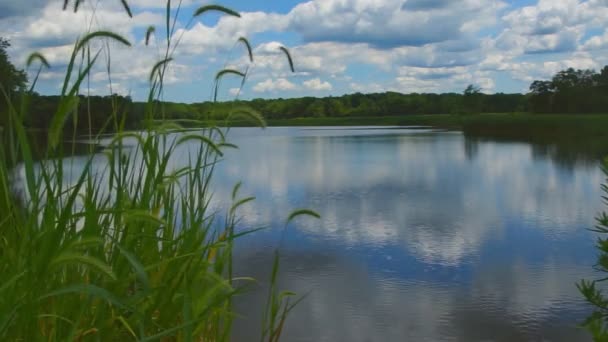 Lago silencioso cerca del bosque verde. — Vídeo de stock