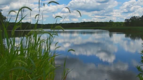 Lago silencioso cerca del bosque verde. — Vídeos de Stock