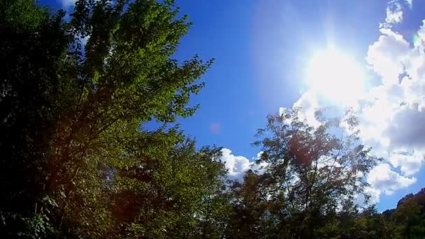 Cielo ventoso con árbol — Vídeos de Stock