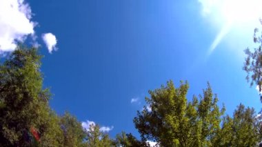 ağaç ve otların arasında ön manzarası.