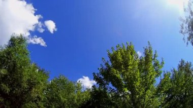 Ağaç ile rüzgarlı gökyüzü