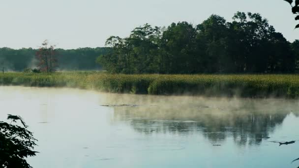 Mlha a pára nad lesy a jezera odraz stromy ve vodě — Stock video