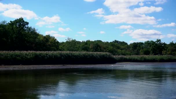 Cinemagraph. Summer nature forest lake landscape — Stock Video