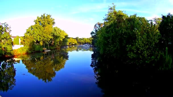 Cinemagraph. Summer nature forest lake landscape — Stock Video