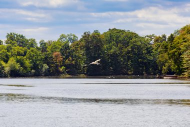 Büyük mavi balıkçıl bulutlarda uçan
