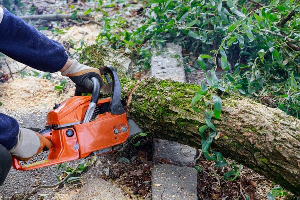 Man Cutting Tree Chainsaw Broken Trunk Tree Hurricane — Stock Photo, Image