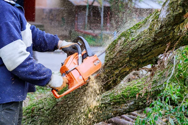 Man Cutting Tree Chainsaw Broken Trunk Tree Hurricane — Stock Photo, Image