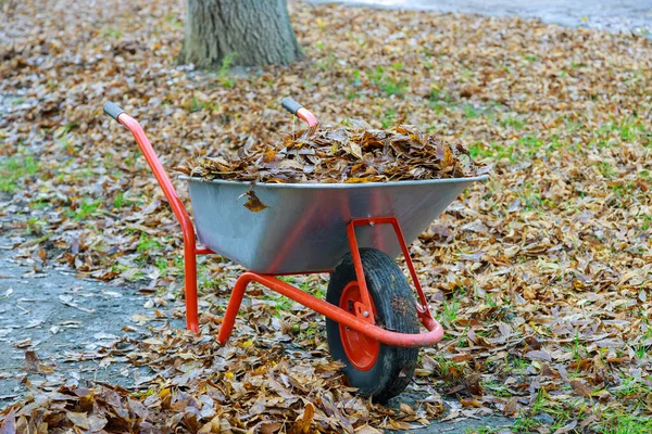 Herfst Opruimen Bladeren Verwijderen Herfst Park Kruiwagen Vol Met Geel — Stockfoto