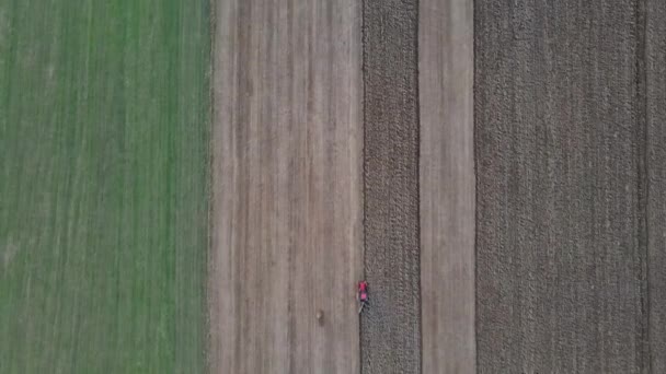 Aerial view of tractor plows the field in the evening at sunset. — Stock Video