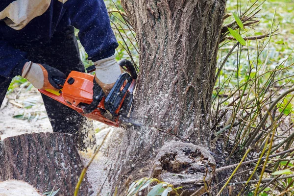 Broken the trunk tree after hurricane with worker cutting in the with chainsaw