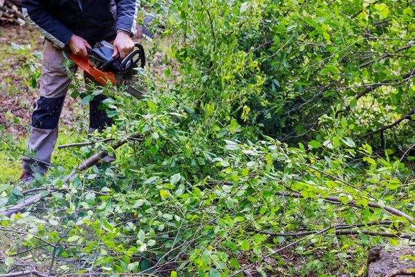 Tronçonneuse Coupant Dans Arbre Arbre Arraché Déraciné Déchiré Par Vent — Photo