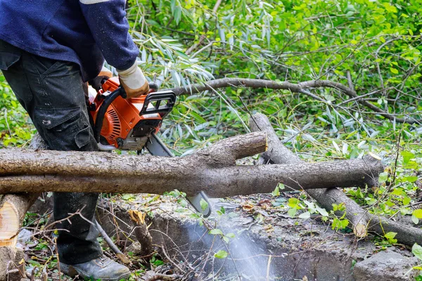 Professionella Stadsbolag Skär Ett Stort Träd Staden Efter Orkan Storm — Stockfoto