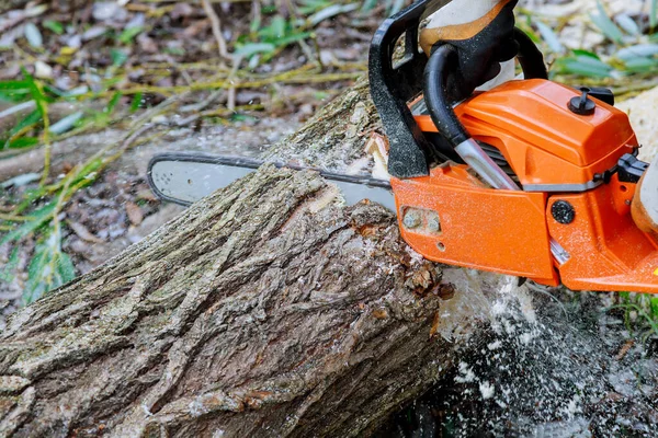 Sawing Tree Chainsaw Broken Trunk Tree Hurricane — Stock Photo, Image
