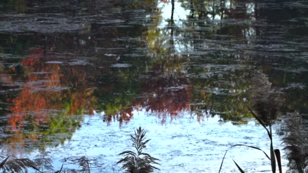 Spectacular autumn view of mirror reflection in foliage lake — Stock Video