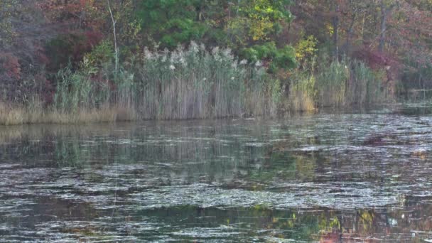 Paysage idyllique de lac d'automne avec feuille — Video