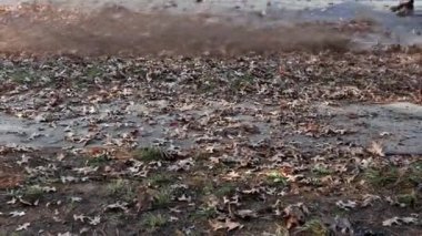 Yaprak üfleyicisi olan adam bahçeye sonbahar yaprakları düştü.